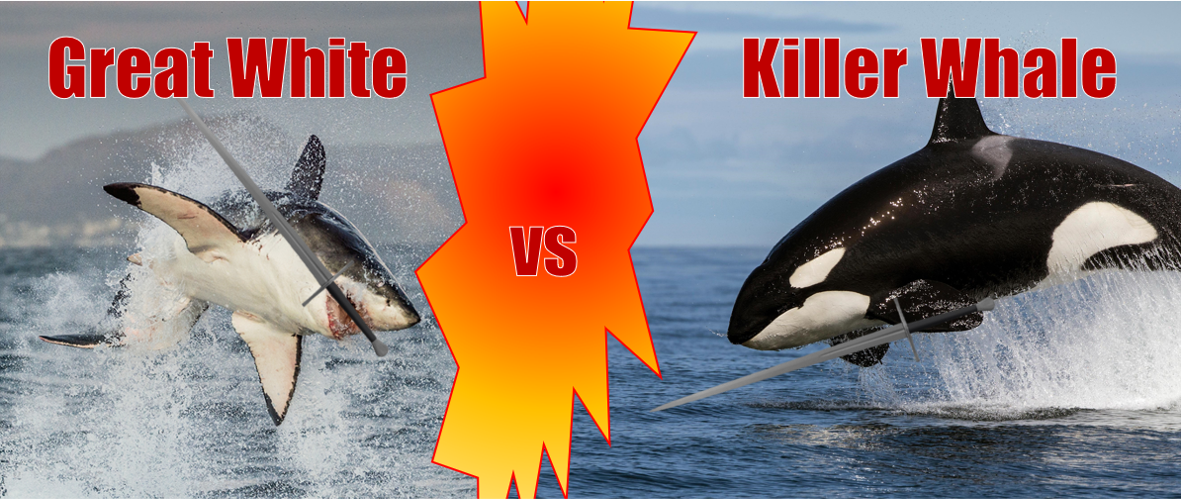 killer whale vs great white shark videos